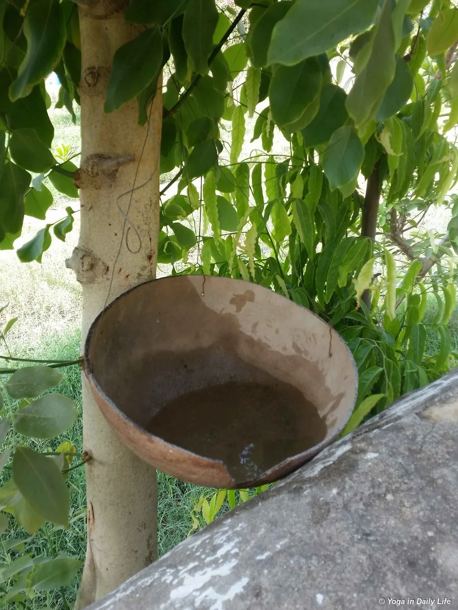 Water place for birds